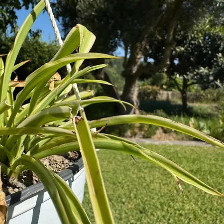 Lejlighed Il Giardino Barano dʼIschia
